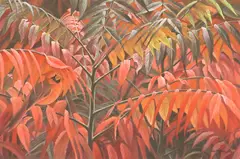 Robert Bateman, Cardinal and Sumac, limited edition lithograph in colors on paper