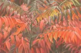 Robert Bateman, Cardinal and Sumac