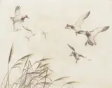 Sandy Scott, Grassy Bay (Canvasbacks), etching on paper