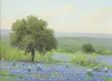 Porfirio Salinas, Bluebonnets and Live Oaks