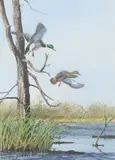 Richard W. Plasschaert, Mallard Ducks in Flight, watercolor and gouache painting on paper