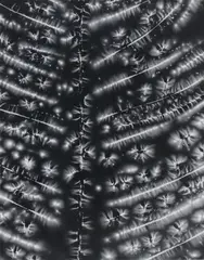 Walter Chappell, Bracken Fern, halftone print on paper