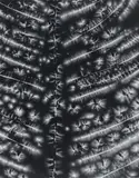 Walter Chappell, Bracken Fern, halftone print on paper