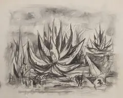 Everett Spruce, Agave Plant Study, charcoal drawing on paper