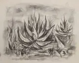 Everett Spruce, Agave Plant Study, charcoal drawing on paper