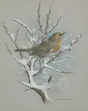 Basil Rashley Ede, Robin Perched on Snowy Branch, watercolor and gouache