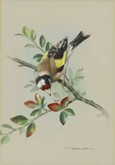 Basil Rashley Ede, European Goldfinch, watercolor and gouache