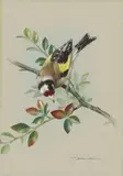 Basil Rashley Ede, European Goldfinch, watercolor and gouache