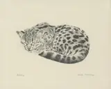 Charles Beckendorf, Margay, pencil drawing on paper