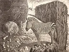 The Zebra's Secret by Kelly Fearing, intaglio print on paper, offered Mar 2024
