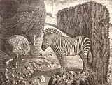 Kelly Fearing, The Zebra's Secret, intaglio print on paper