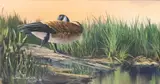 Wade Butler, Canada Goose by the Creek, gouache on paper