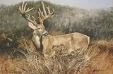 Ragan Gennusa, Texas Heritage, giclee on canvas