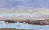 John Banovich, Beauties and the Beasts, giclee on canvas