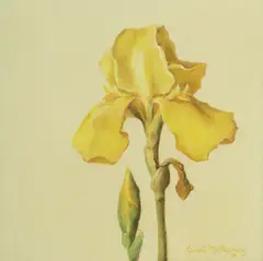 Janet Montgomery, Iris, oil on canvas