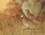 Robert Quill Johnson, Bobwhite Quails and Cactus, oil on canvas board