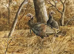 David Drinkard, Wild Turkeys, watercolor paintingÂ on paper
