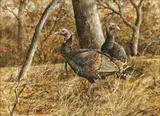 David Drinkard, Wild Turkeys, watercolor paintingÂ on paper