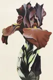 Lowell Blair Nesbitt, Burgundy Iris, serigraph (screenprint) on paper