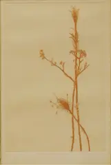 Howard Lessnick, Winter Trio, etching on paper