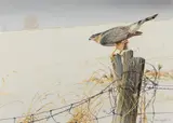 Bruce Langton, Before the Pursuit, 1988, Acrylic on panel
