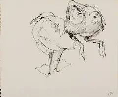 Elena Jahn, Two Gulls, Pen and ink on paper