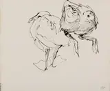 Elena Jahn, Two Gulls, Pen and ink on paper
