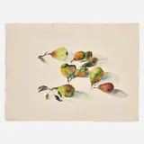 Bernard Chaet, Pears, 1979, Watercolor and graphite on paper