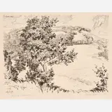 Coy Avon Seward, Young Sycamore, 1929, Lithograph