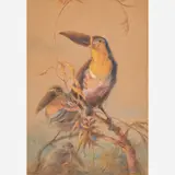 Charles Henry Clifford Baldwin, Toucans Pastels and, gouache on paper