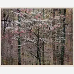 Christopher Burkett, Pink and White Dogwoods (Kentucky), 1991 Cibachrome print on photo paper 18" x 23" (sight), Pencil