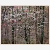 Christopher Burkett, Pink and White Dogwoods (Kentucky), 1991 Cibachrome print on photo paper 18" x 23" (sight), Pencil