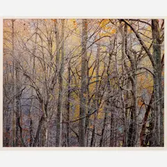 Christopher Burkett, Tanglewood Forest and Sunrise (Virginia), 1989/1991 Cibachrome print on photo paper 18" x 23" (sight), Pencil