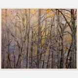 Christopher Burkett, Tanglewood Forest and Sunrise (Virginia), 1989/1991 Cibachrome print on photo paper 18" x 23" (sight), Pencil