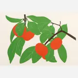 Henry Evans, Persimmons, 1971, Linocut on paper