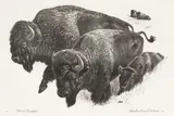 Charles Banks Wilson, Mural Buffalo
