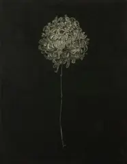 Chrysanthemum III, Nightflower II by Steven A. Barbash, 1976, Etching and aquatint on paper, offered Jun 2021