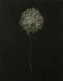 Steven A. Barbash, Chrysanthemum III, Nightflower II, 1976, Etching and aquatint on paper