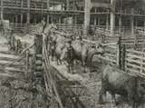 Doug Osa, Kansas City Stockyards, 1991, Etching on paper
