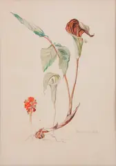 Jack-in-the-Pulpit by Gertrude Freyman, Watercolor on paper, offered Mar 2020