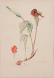 Gertrude Freyman, Jack-in-the-Pulpit, Watercolor on paper