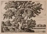 Birger Sandzén, The Cottonwood Tree, 1930, Lithograph on paper