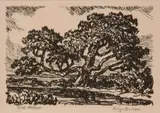 Birger Sandzén, Old Willow, 1925, Lithograph on paper