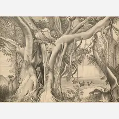 Ross Eugene Braught, Banyan Tree, 1949, Lithograph on paper