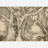 Ross Eugene Braught, Banyan Tree, 1949, Lithograph on paper