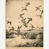 Hans Kleiber, Pintails and Mallards, Etching on paper
