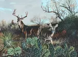 Armando Hinojosa, Whitetail, gouache on paper