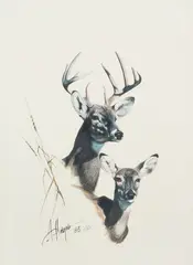 Armando Hinojosa, Whitetail Study, gouache