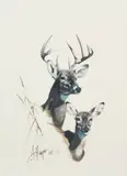 Armando Hinojosa, Whitetail Study, gouache