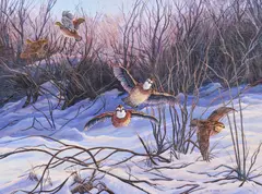 Ed Wards, Bob White Quail, oil on canvas
